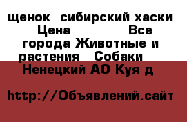 щенок  сибирский хаски › Цена ­ 12 000 - Все города Животные и растения » Собаки   . Ненецкий АО,Куя д.